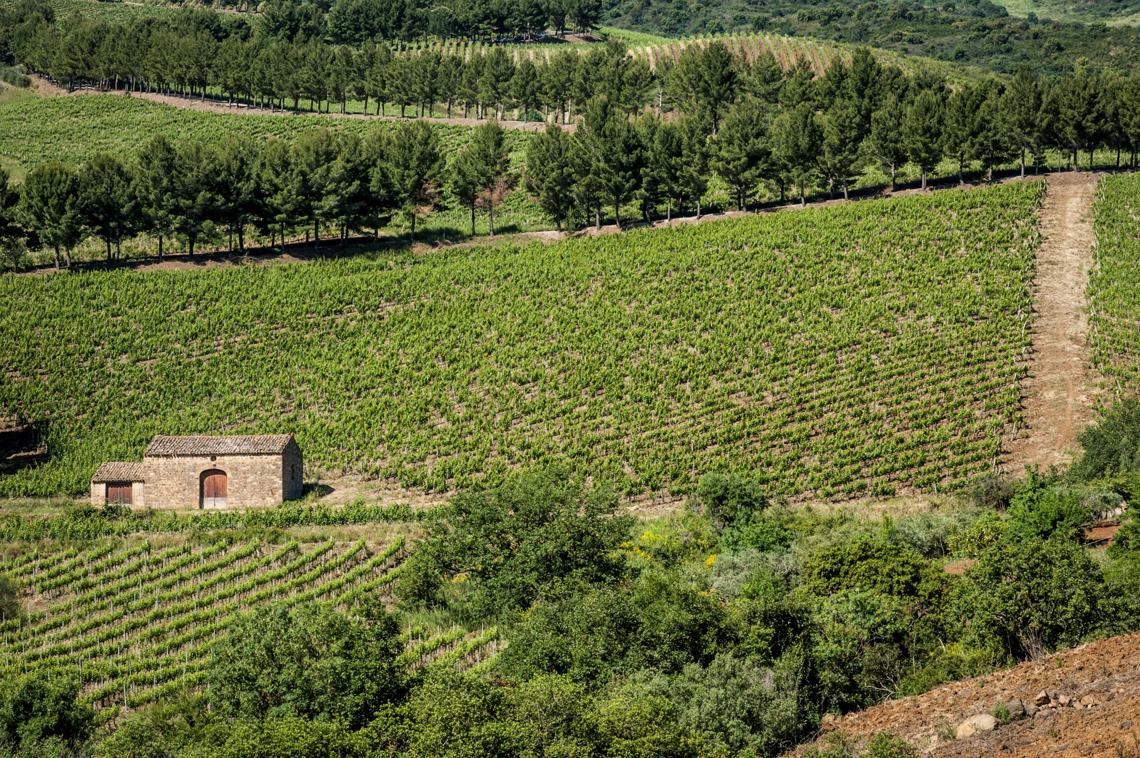 Relais Abbazia Santa Anastasia Resort & Winery カステルブオーノ エクステリア 写真